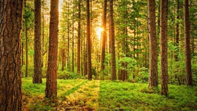 12 Easy Ways to Relieve Stress in 2021 – BodyIntelligence 12 Easy Ways to Relieve Stress in 2021 – BodyIntelligence