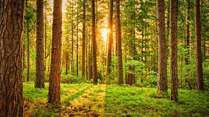 12 Easy Ways to Relieve Stress in 2021 – BodyIntelligence 12 Easy Ways to Relieve Stress in 2021 – BodyIntelligence
