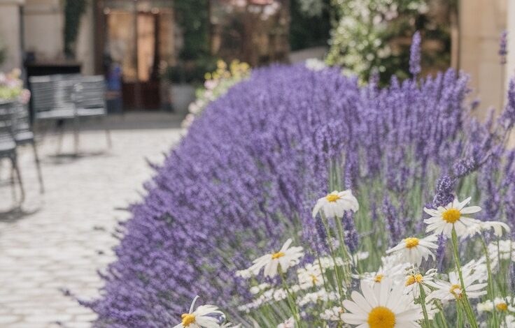 14+ French Courtyard Garden Ideas
