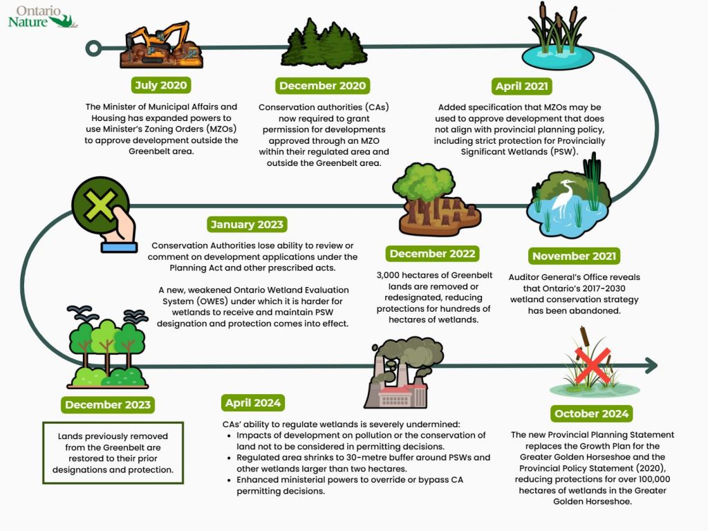 Timeline of weakening provincial wetland protections in Ontario, 2020-2024.