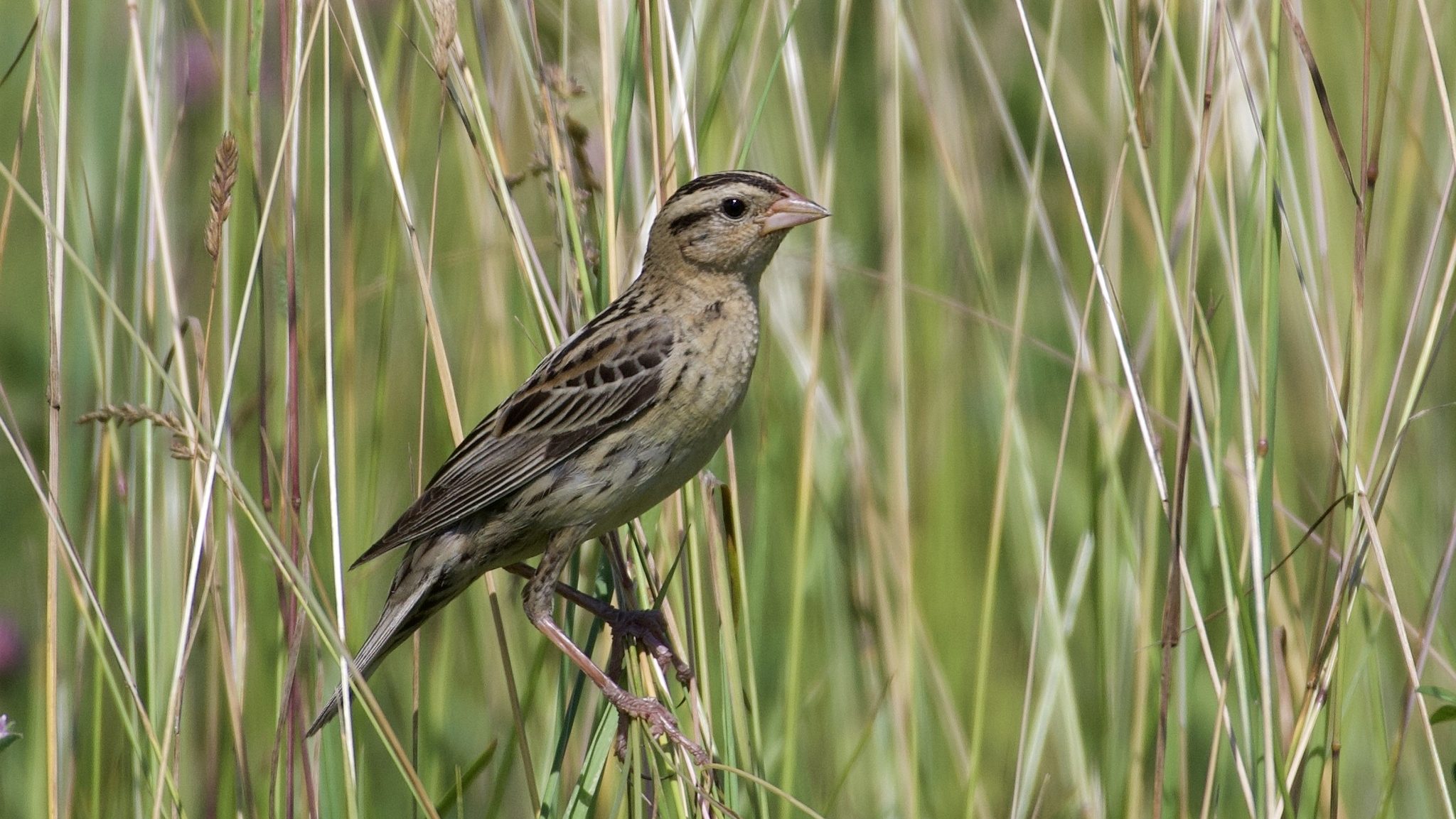 A streaky brown bird perched on a blade of grass.