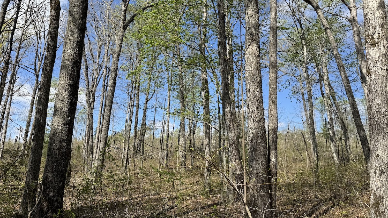 View of a forest in early spring. Most trees are bare but some have early green growth.