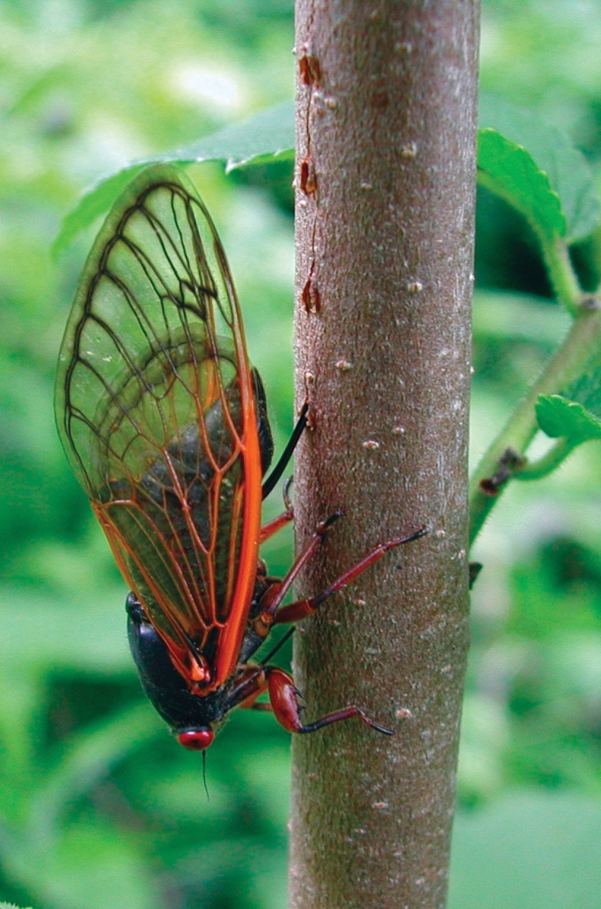 A female cicada lays eggs in a branch. Photo © Lake County Forest Preserves.