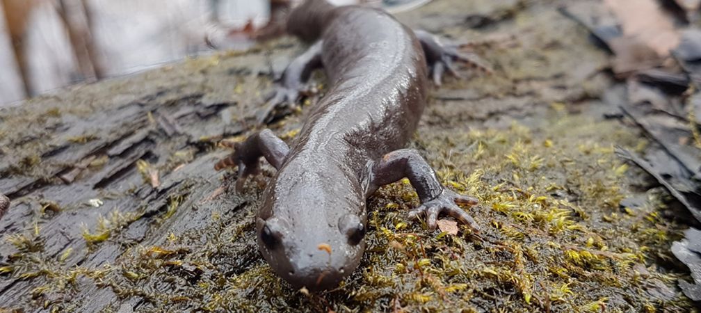 Jefferson salamander