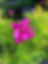 Deep pink cosmos and bud against greenery in garden.