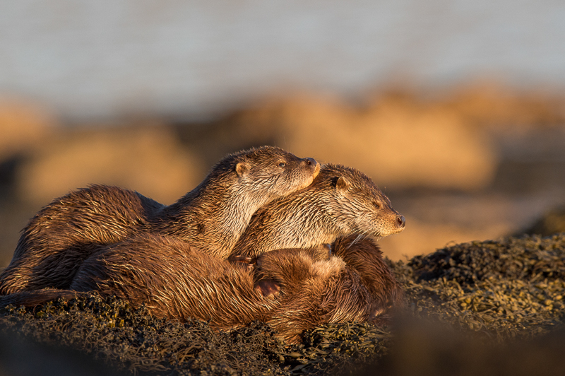 Otter mum and two young cubs. Photo: Brydon Thomason.