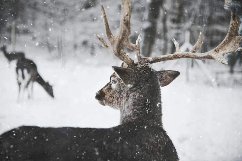 A Winter Writing Ritual winter writing prompts, 11 Winter Writing Prompts for Insight and Renewal