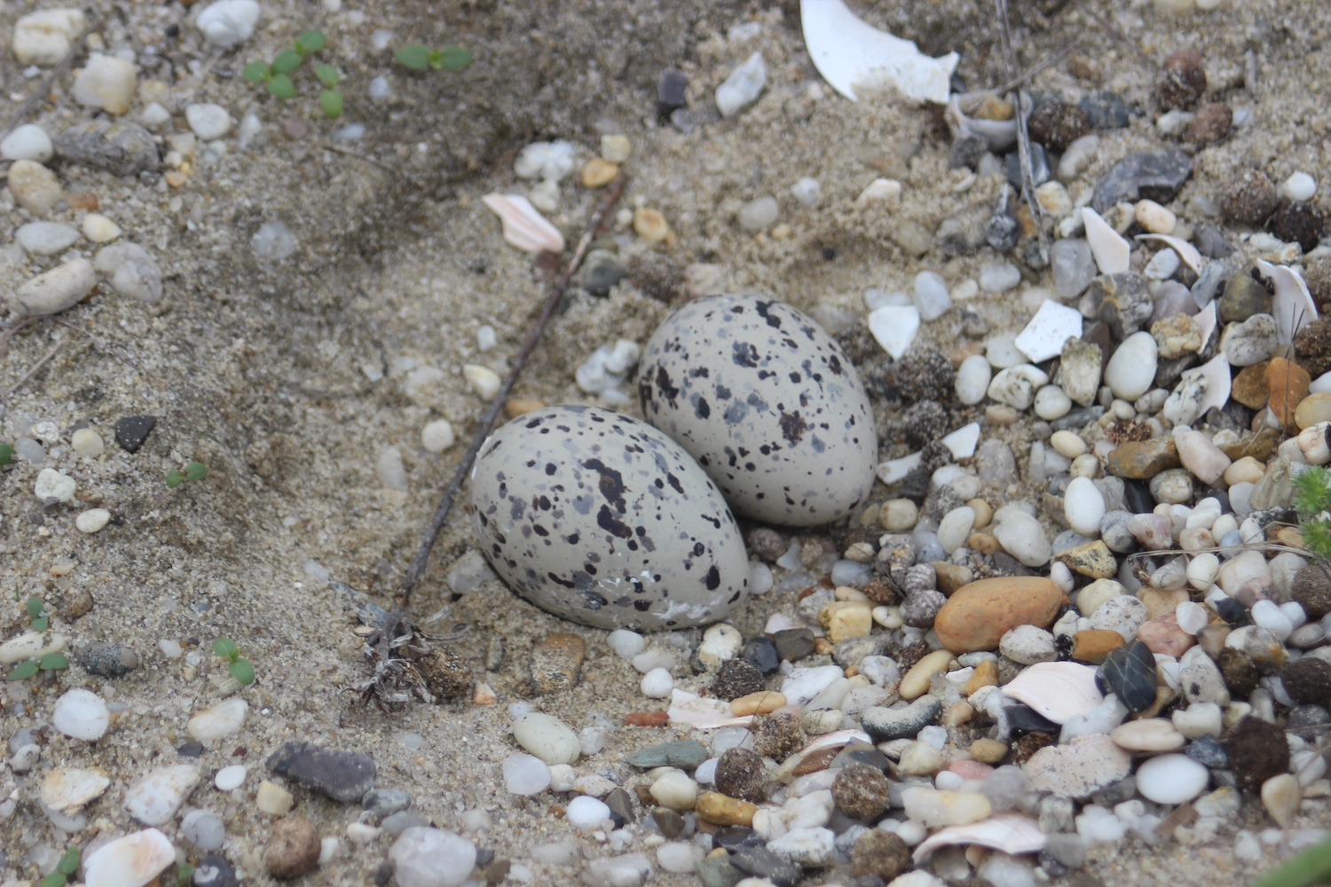 Two cream eggs, speckled with black, in a shallow hole in the sand.