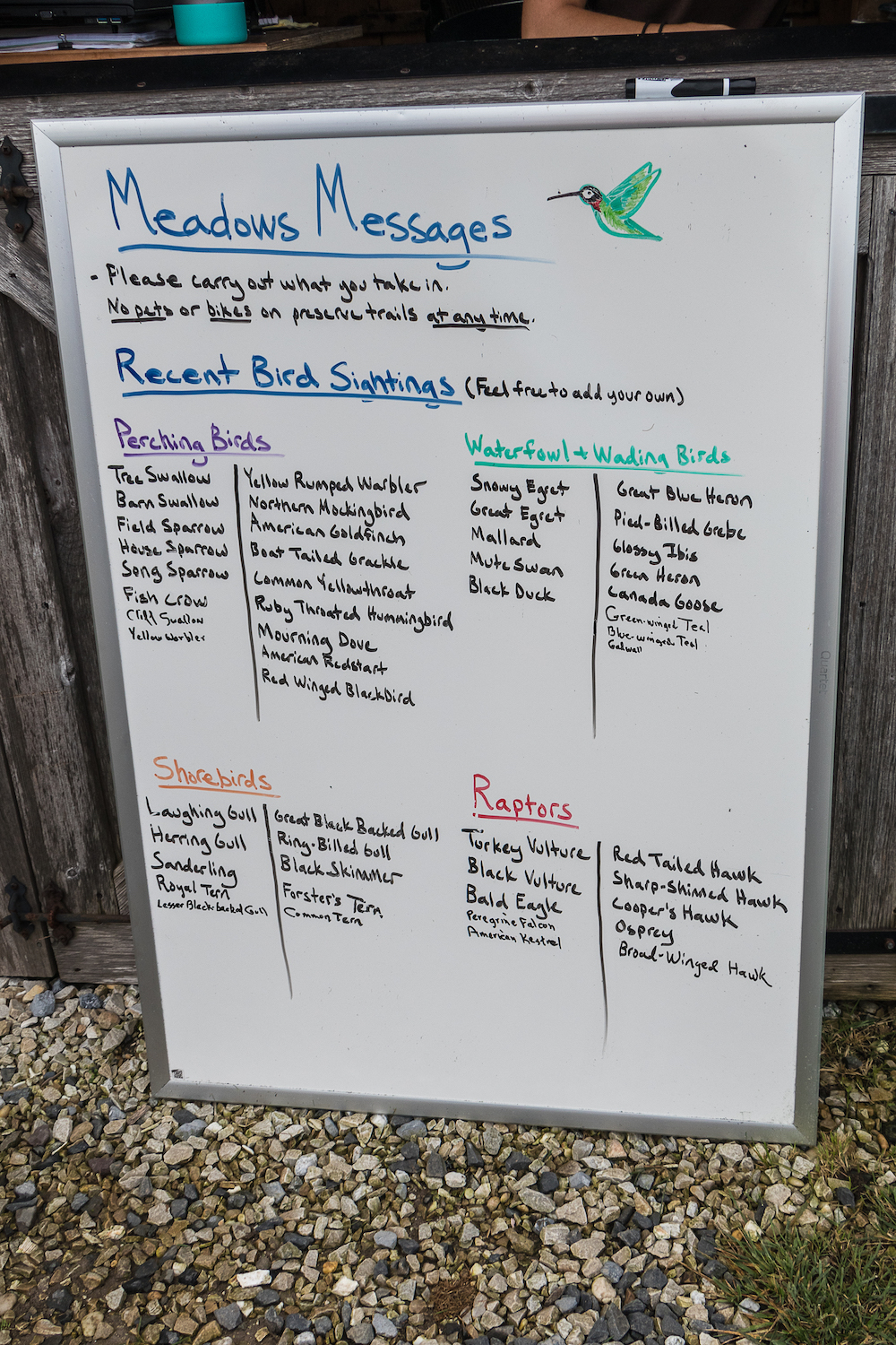 A white board with lists of birds seen at Cape May.