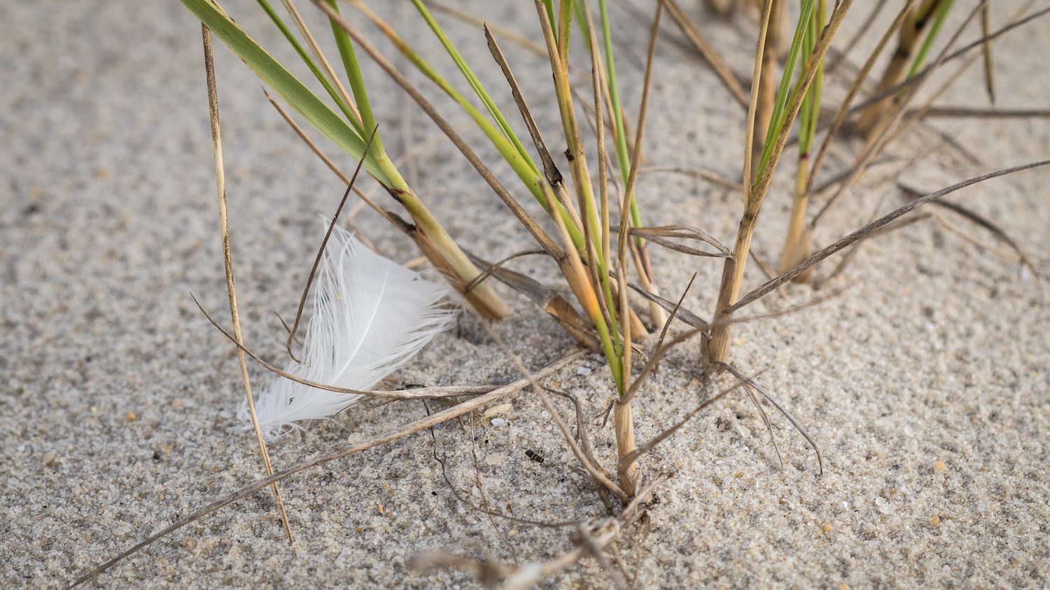 A white feather caught in beach grass.