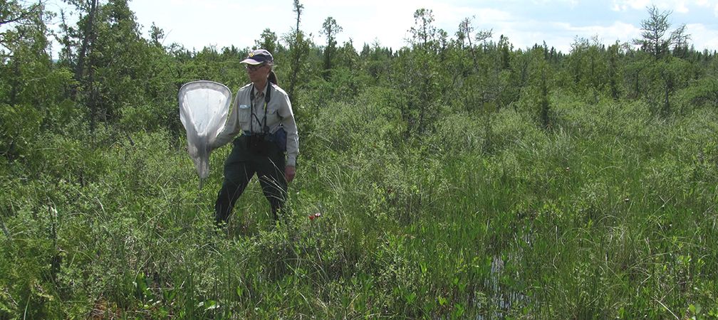 Rich wetland habitat, William Bog, Thunder Bay, natural system, healthy environment, biodiversity, fresh water, clean air, significant habitat
