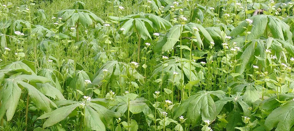 Garlic mustard threatens mayapples at the entrance of the reserve