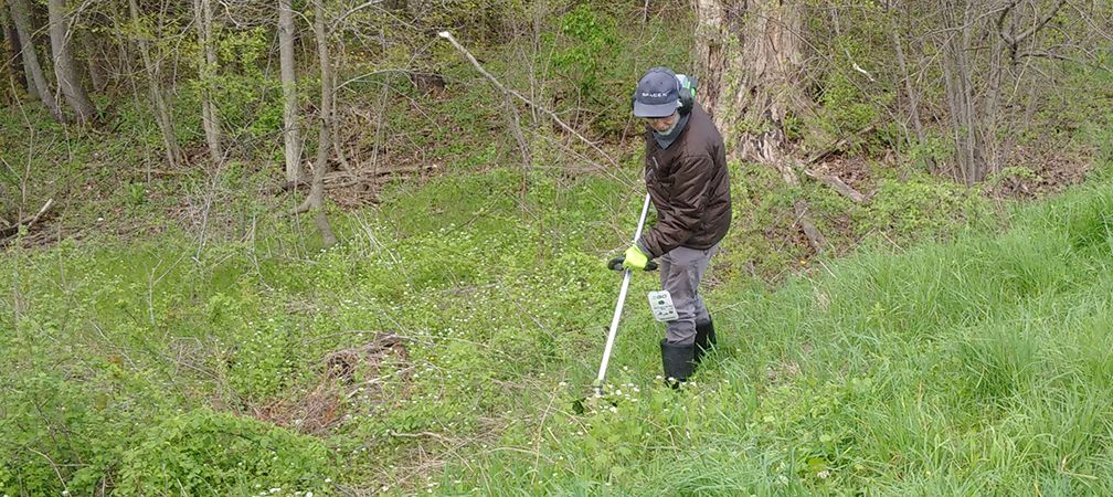 Large sections of garlic mustard are mowed with string trimmers to inhibit seed production