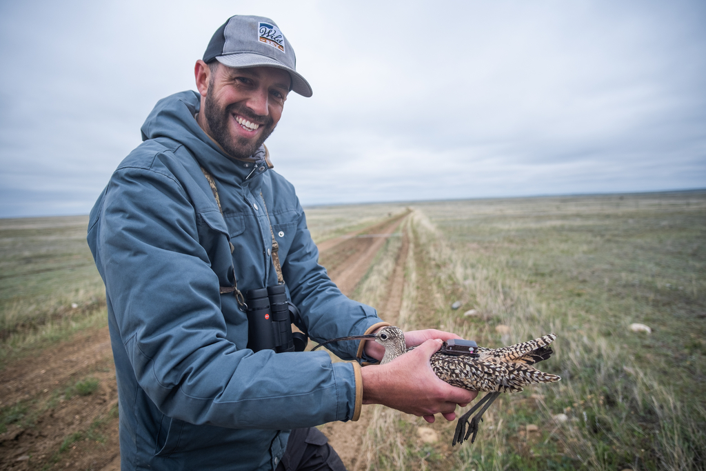 A man in a blue jacket and baseball cap holds a long-billed curlew. There is a tracking device on the back of the bird.