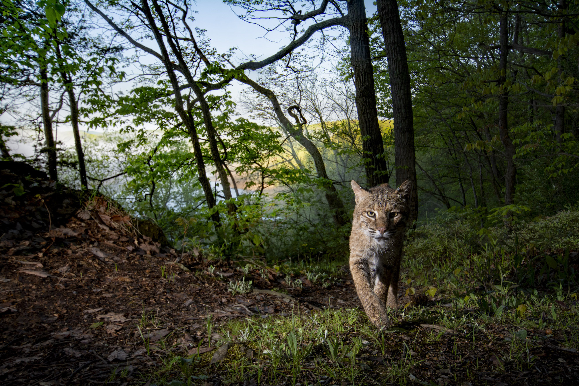 A camera trap image of a bobcat walking towards the camera in the woods. 
