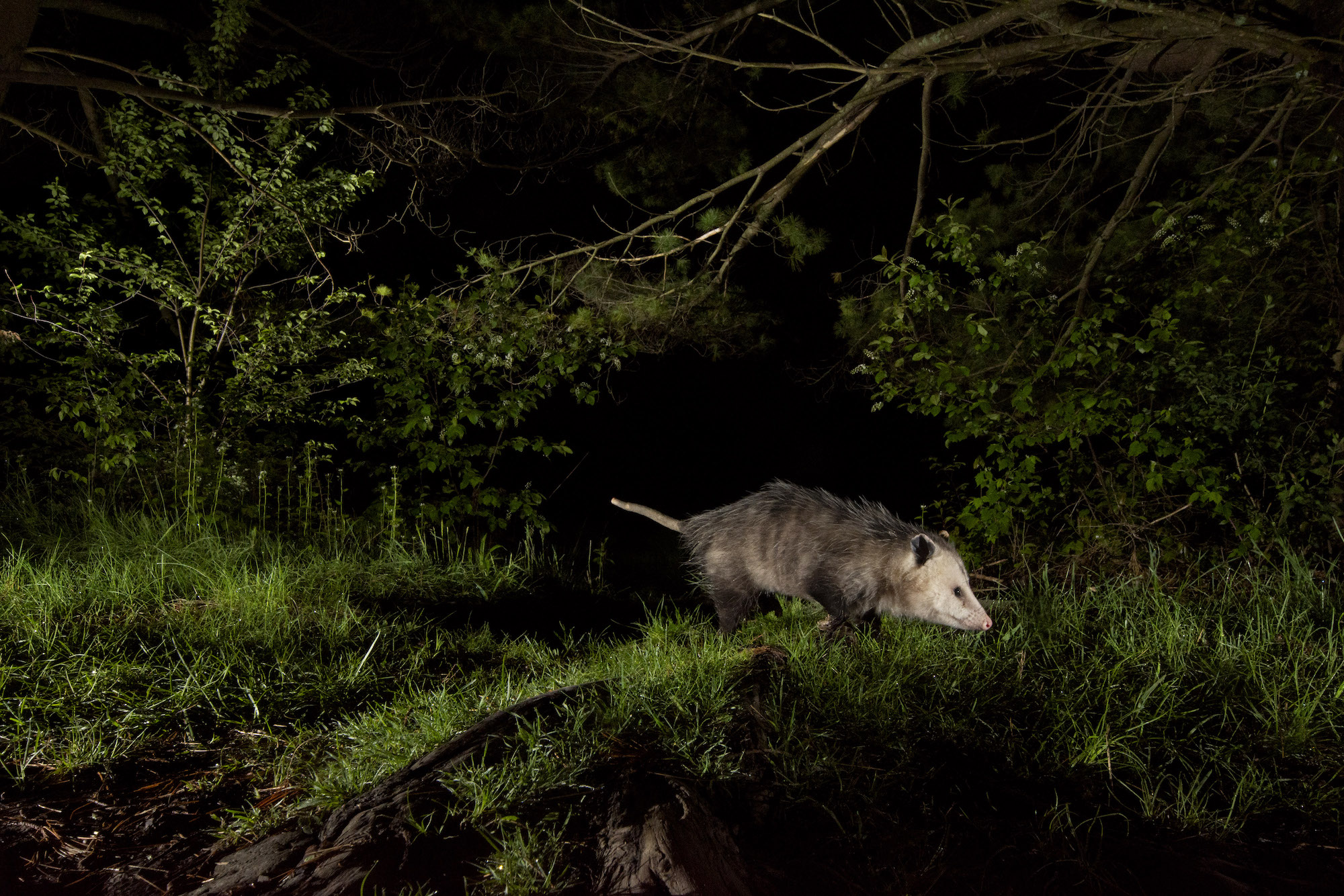A spotlit Virgina opossum against a night background. 