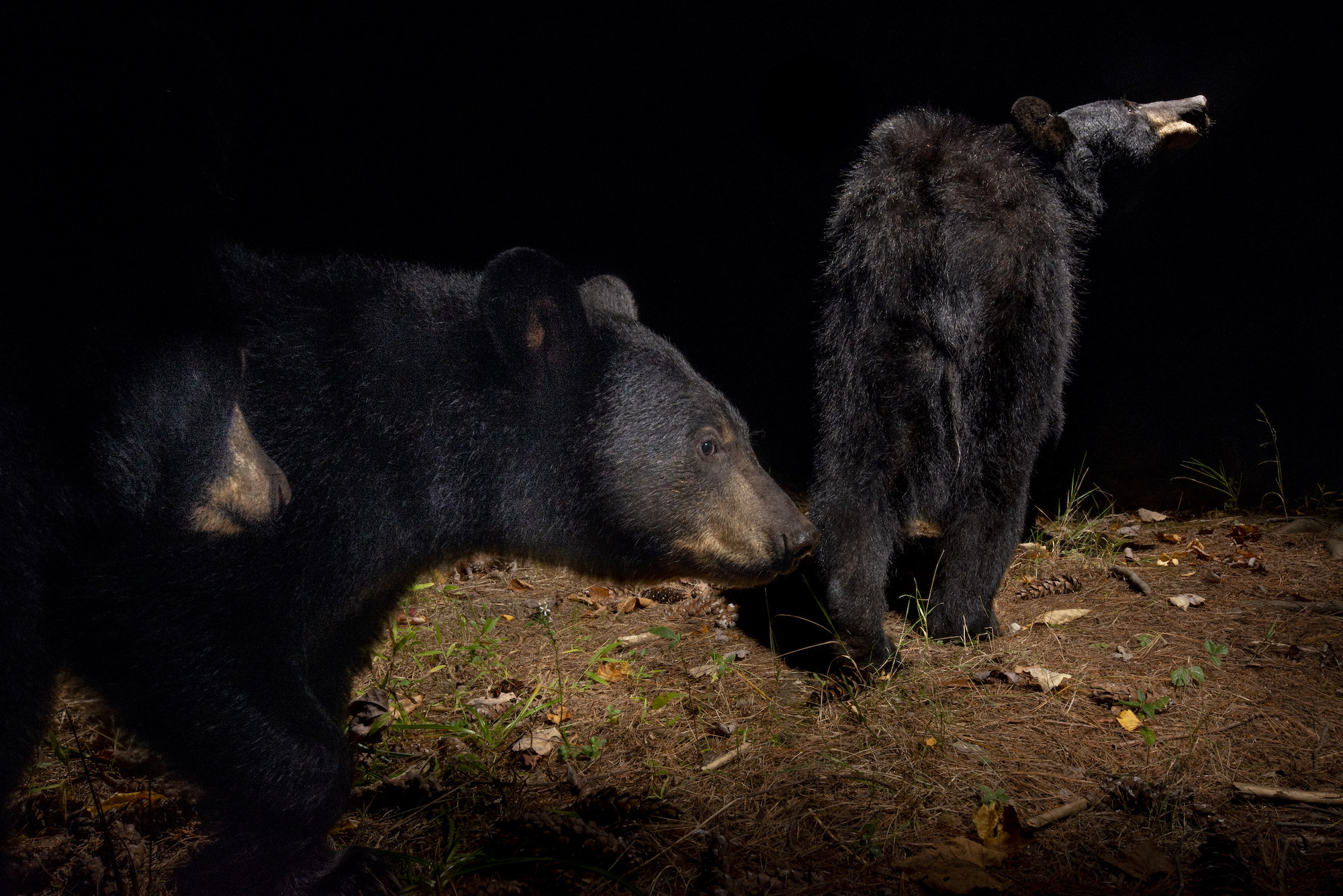 A camera trap image of two black bears. 