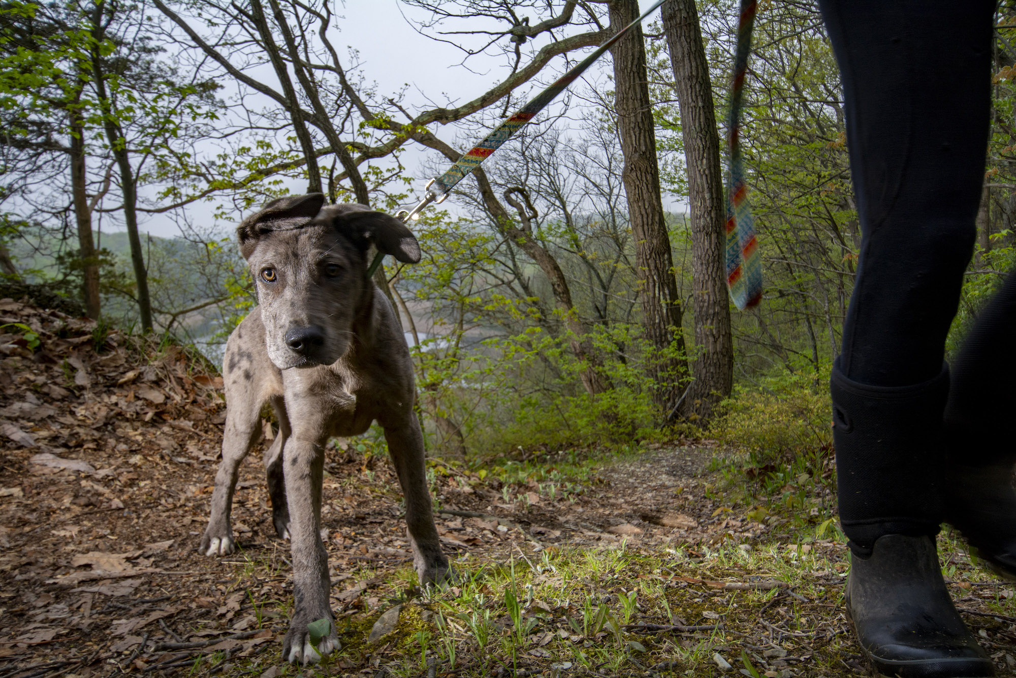 A camera trap image of a dog and a human's leg against a forest backdrop.