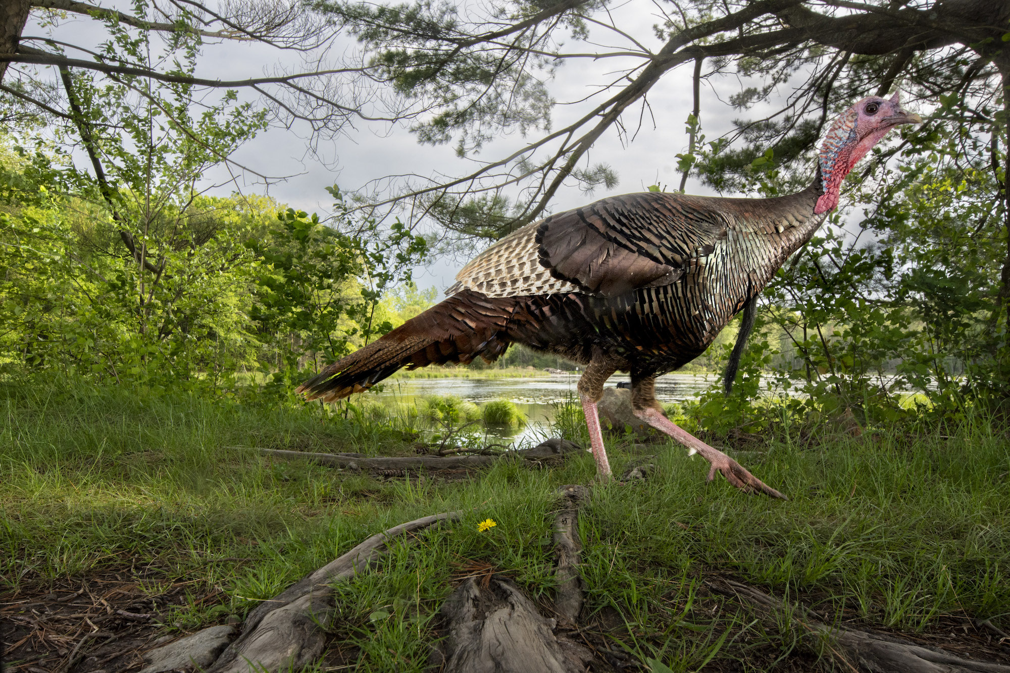 A camera trap image of a wild turkey against a green wooded backdrop.