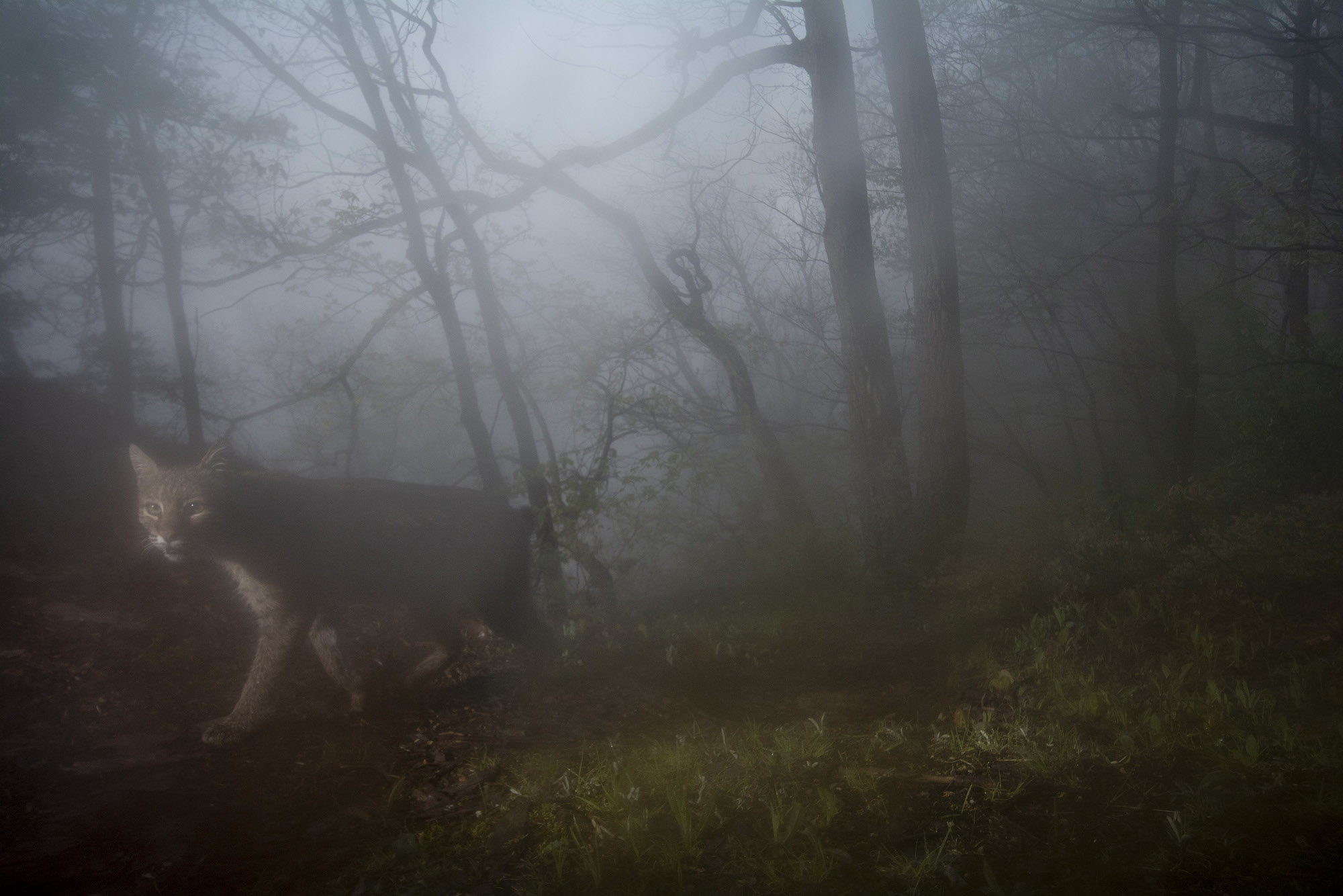 A camera trap image of a bobcat walking past the camera in the fog. 