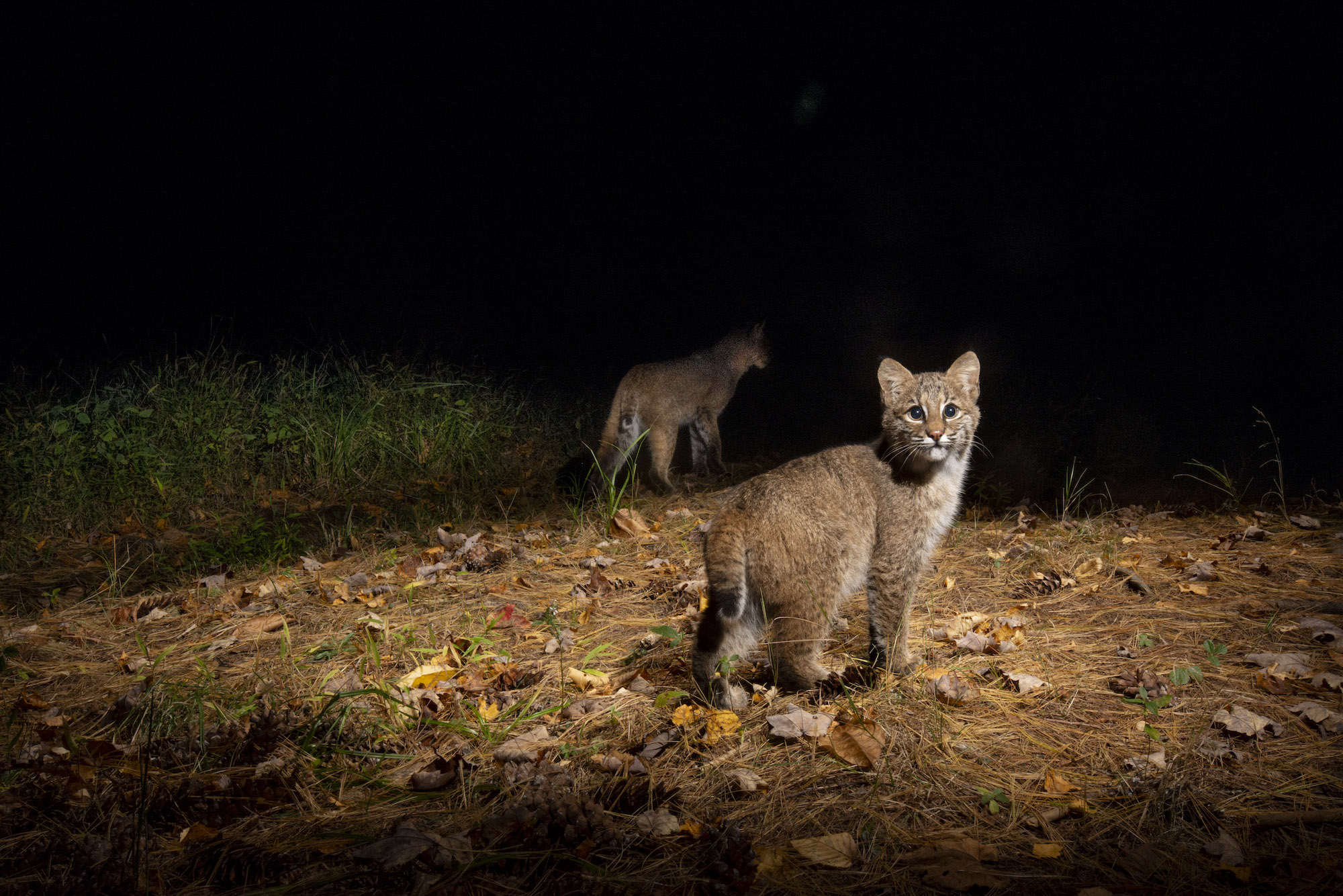 Two bobcats, one in a spotlight, against a dark night background. 