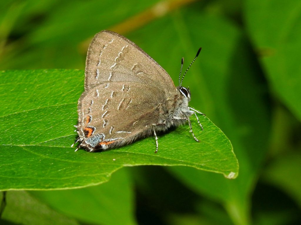 Banded Hairstreak Butterfly, Satyrium calanus