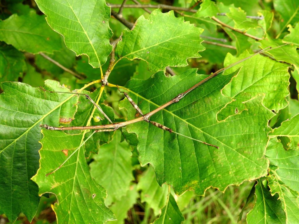 Northern Walkingstick, Diapheromera femorata