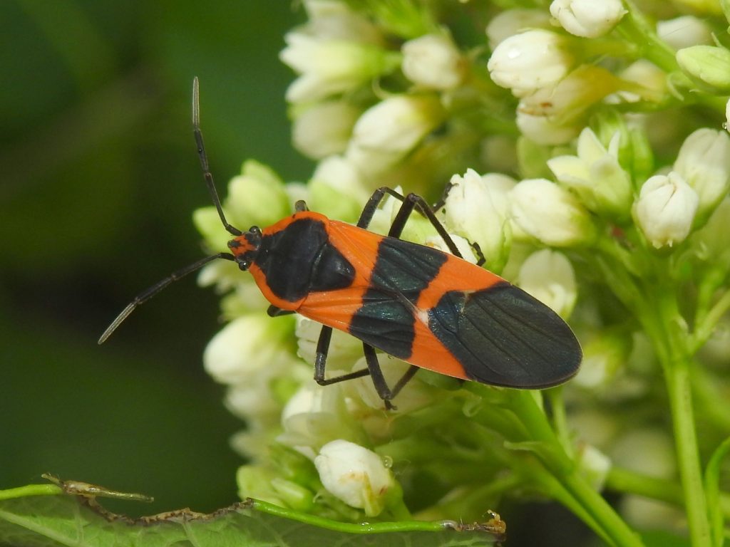 Large Milkweed Bug, Oncopeltus fasciatus