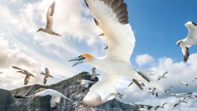 2023 Summer Season Summary – Shetland Nature 2023 Summer Season Summary – Shetland Nature