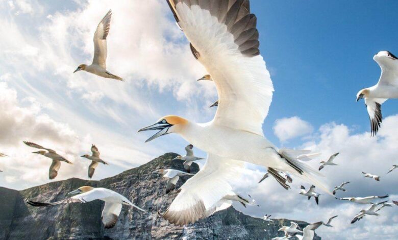 2023 Summer Season Summary – Shetland Nature 2023 Summer Season Summary – Shetland Nature