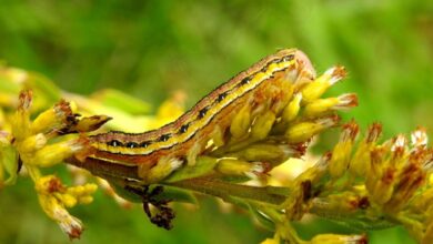 7 Stunning Macro Insect Photographs by Nature Photographer Herman Giethoorn