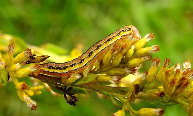 7 Stunning Macro Insect Photographs by Nature Photographer Herman Giethoorn 7 Stunning Macro Insect Photographs by Nature Photographer Herman Giethoorn