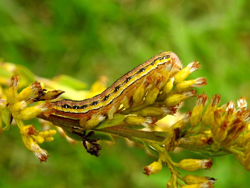Asteroid Moth Caterpillar