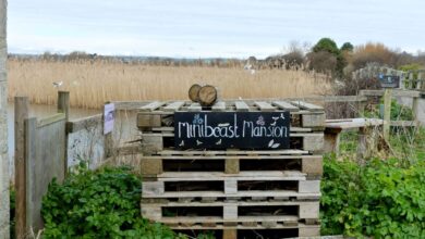 A Walk at Radipole Lake – Jessica’s Nature Blog A Walk at Radipole Lake – Jessica’s Nature Blog