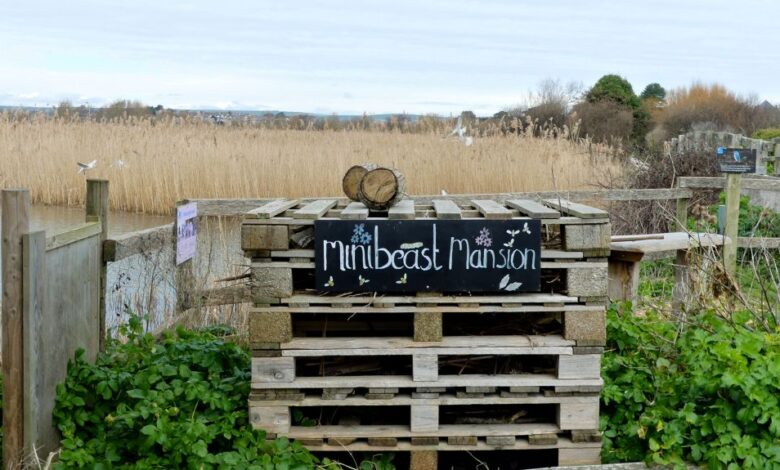 A Walk at Radipole Lake – Jessica’s Nature Blog A Walk at Radipole Lake – Jessica’s Nature Blog