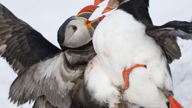 Arctic Puffins & Seaducks Trip Report – Shetland Nature Arctic Puffins & Seaducks Trip Report – Shetland Nature