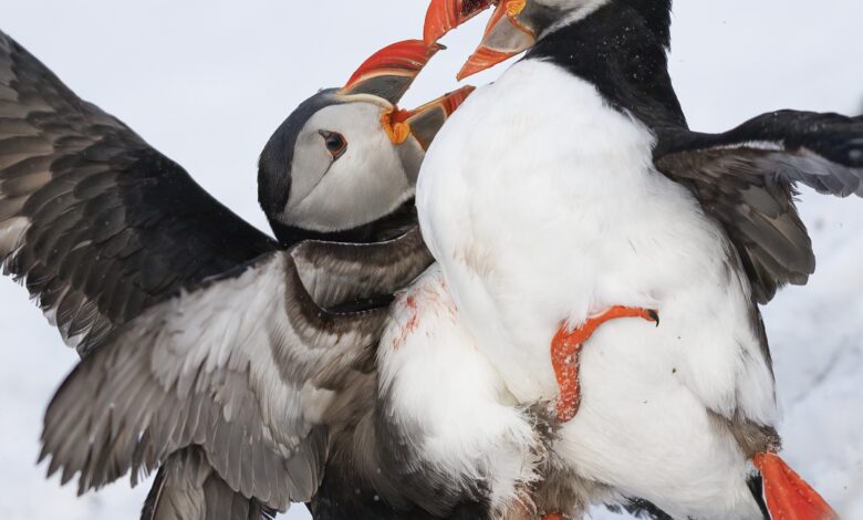 Arctic Puffins & Seaducks Trip Report – Shetland Nature Arctic Puffins & Seaducks Trip Report – Shetland Nature