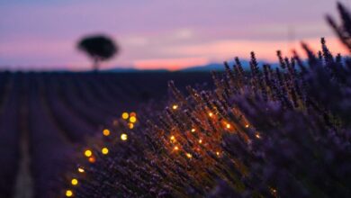 A Bedtime Guided Meditation Script