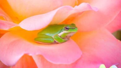 Practice Presence With Stillness Meditation Practice Presence With Stillness Meditation