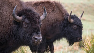 Bison Populations Are Growing Amid Catastrophic Wildlife Declines – Here’s Why | Blog | Nature Bison Populations Are Growing Amid Catastrophic Wildlife Declines – Here’s Why | Blog | Nature