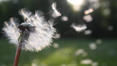 Meditation For Self-Care Meditation For Self-Care
