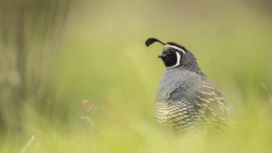 California Quail: Encounters with a Suburban Gamebird California Quail: Encounters with a Suburban Gamebird