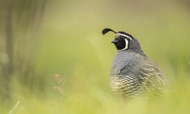 California Quail: Encounters with a Suburban Gamebird California Quail: Encounters with a Suburban Gamebird