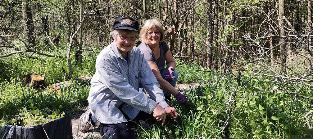 Huron Bruce Nature members (left) Donna Butson and Barb Simpson pull garlic mustard near the entrance of the George G Newton Nature Reserve
