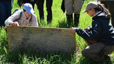Discovering Snakes and Stewardship at Wye Marsh: Putting Community Science into Practice