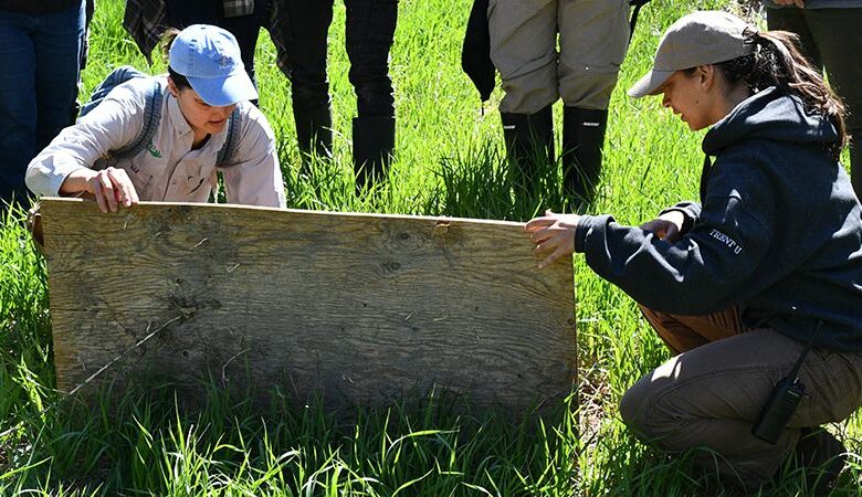 Discovering Snakes and Stewardship at Wye Marsh: Putting Community Science into Practice
