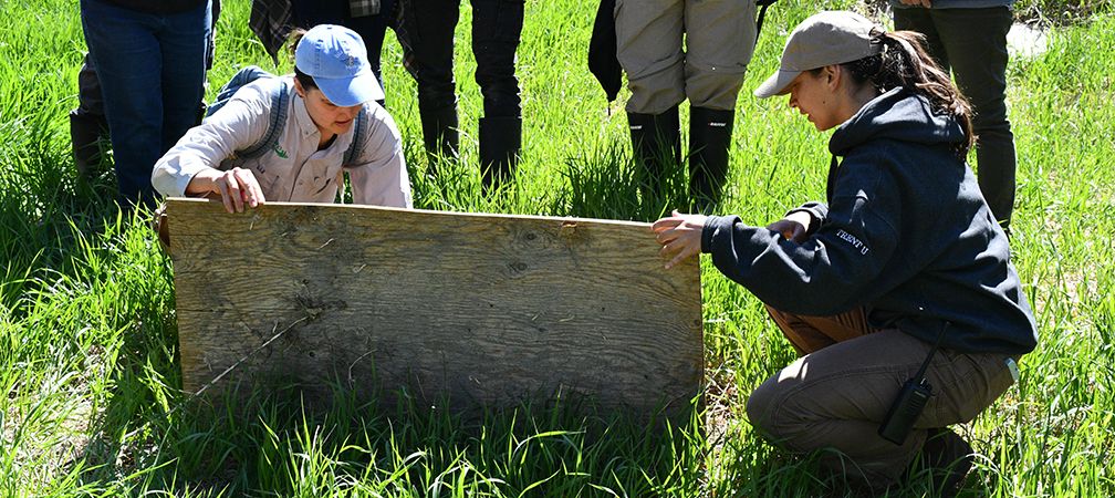 Long-term snake monitoring participants flipping pre-placed coverboards to look for snakes
