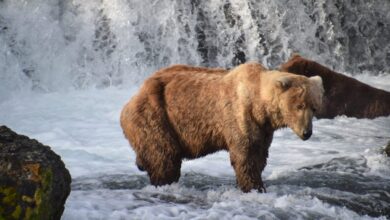 Does Otis the bear inspire support for conservation? Does Otis the bear inspire support for conservation?
