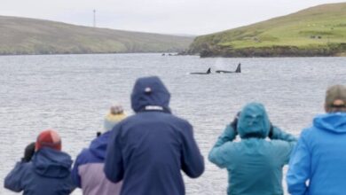 Festive greetings and seasonal summary – Shetland Nature Festive greetings and seasonal summary – Shetland Nature