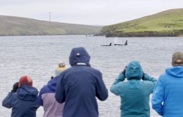 Festive greetings and seasonal summary – Shetland Nature Festive greetings and seasonal summary – Shetland Nature